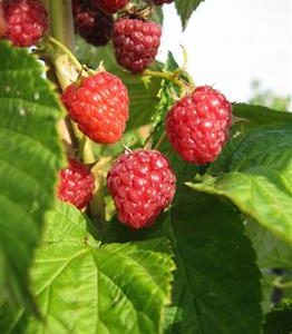 Framboisier remontant 'Zeva'