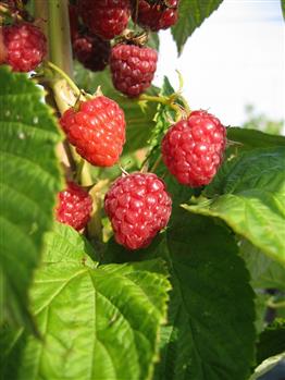 Framboisier remontant 'Zeva'
