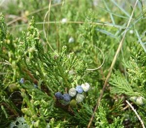 Genevrier 'Prince of Wales'