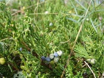 Genevrier 'Prince of Wales'