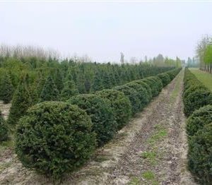 If commun, if à baies