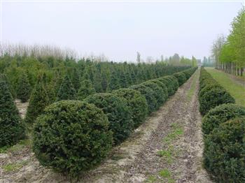 If commun, if à baies