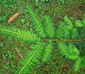 If doré 'Summergold'