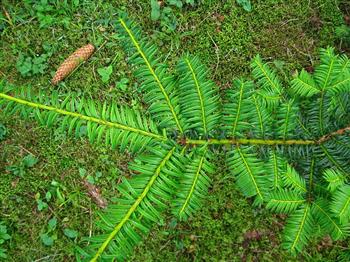 If doré 'Summergold'