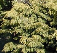 If dovastoniana doré