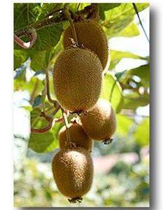 Kiwi femelle 'Hayward'