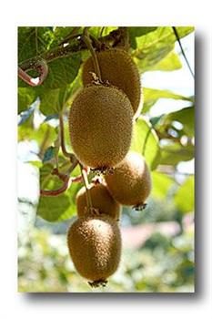 Kiwi femelle 'Hayward'