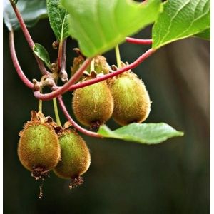 Kiwi mâle 'Tomuri'
