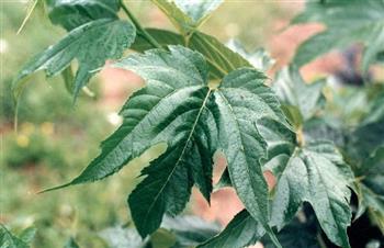 Mûrier stérile à feuilles de platane