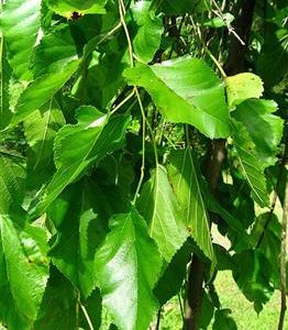 Mûrier blanc pleureur