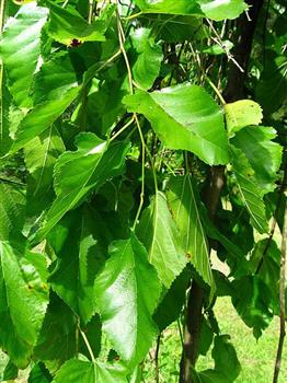 Mûrier blanc pleureur