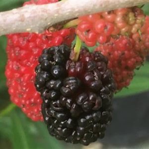 Mûrier nain 'Mojo Berry'