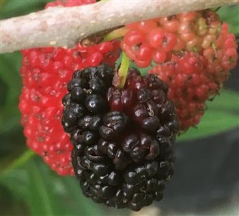 Mûrier nain 'Mojo Berry'