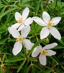 Oranger du Mexique 'Aztec pearl', Choizia 'Aztec pearl'