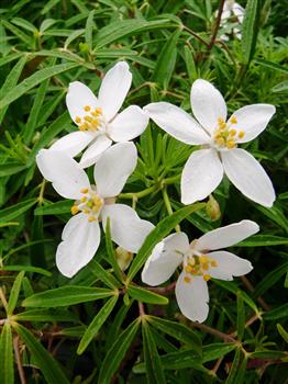 Oranger du Mexique 'Aztec pearl', Choizia 'Aztec pearl'