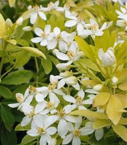 Oranger du Mexique doré, Choisya 'Sundance'