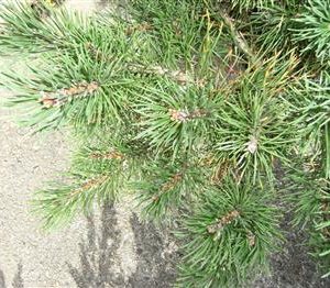 Pin des montagnes 'Mops'