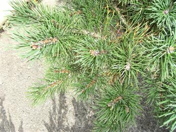 Pin des montagnes 'Mops'