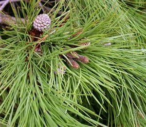 Pin parasol, pin pignon