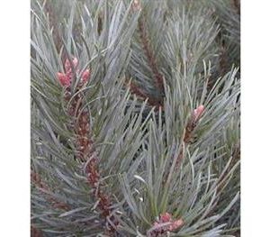 Pin sylvestre nain "Watereri"