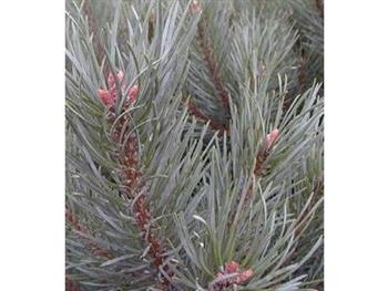 Pin sylvestre nain "Watereri"