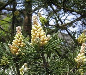 Pin sylvestre, pin commun