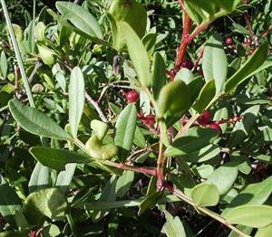 Pistachier lentisque