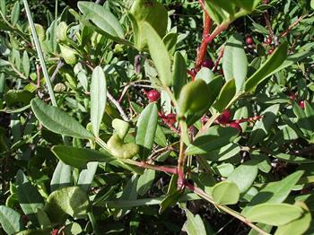 Pistachier lentisque