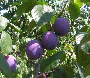 Prunier 'Jaune Tardive de Lusigny'