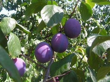 Prunier 'Jaune Tardive de Lusigny'