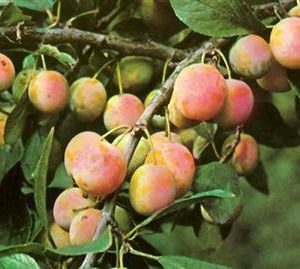 Prunier 'Mirabelle de Metz'