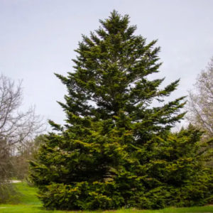 Sapin Nordmann, Sapin du Caucase