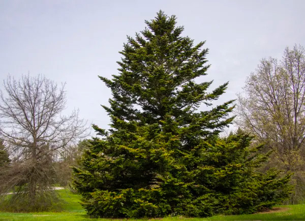 Sapin Nordmann, Sapin du Caucase