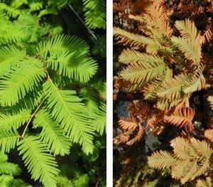 Séquoia de Chine, Métaséquoia Séchuan