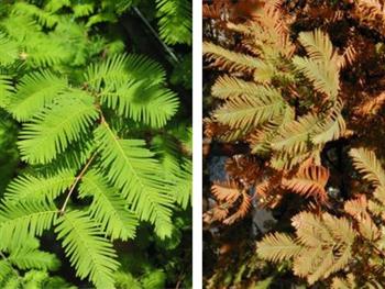 Séquoia de Chine, Métaséquoia Séchuan