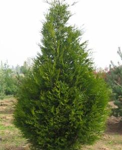 Thuya géant "Atrovirens"