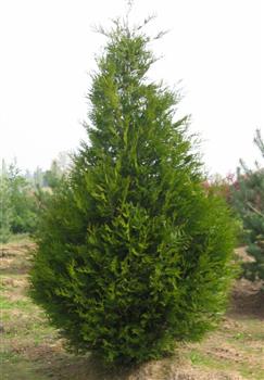 Thuya géant "Atrovirens"