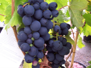 Vigne 'Alphonse Lavallée'