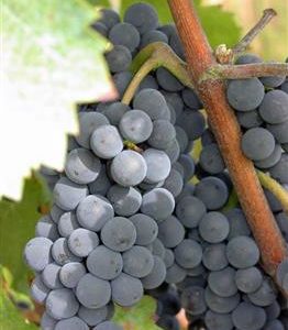 Vigne 'Cardinal Rouge'