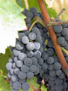 Vigne 'Cardinal Rouge'