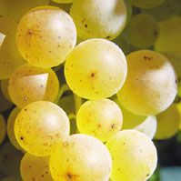 Vigne de table 'Chasselas doré'