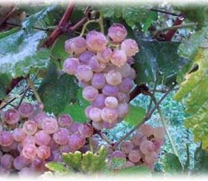 Vigne de table 'Chasselas rosé'