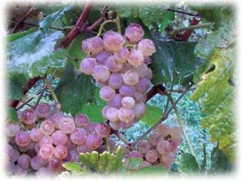 Vigne de table 'Chasselas rosé'
