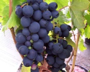 Vigne de table 'Muscat de Hambourg' ou 'Muscat du Ventoux'