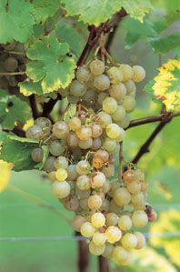 Vigne 'perle de csaba'