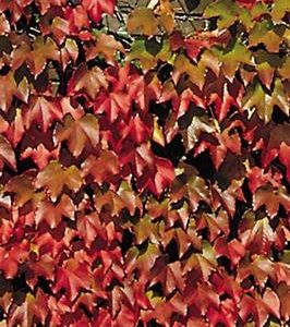 Vigne vierge 'Robusta'