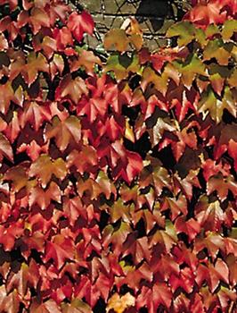 Vigne vierge 'Robusta'