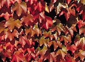 Vigne vierge veitchii