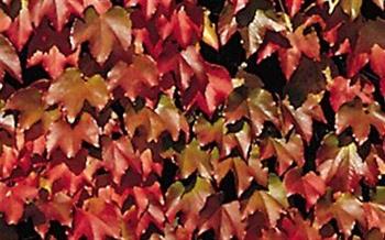 Vigne vierge veitchii