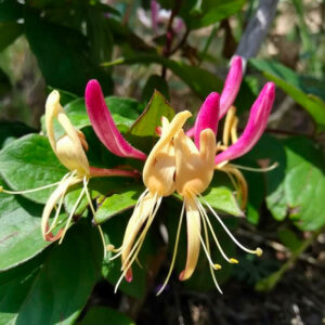 Chèvrefeuille pourpre "Chinensis"